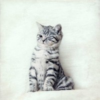 Nadia Attura - Cat Winks