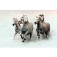 Merrie Asimow - Run and Splash