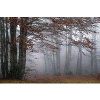 Dora Artemiadi - Autumn Paintings