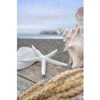 Alan Blaustein - Crescent Beach Shells 12