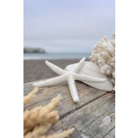 Alan Blaustein - Crescent Beach Shells 13