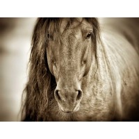 Lisa Dearing - Mustang Sally