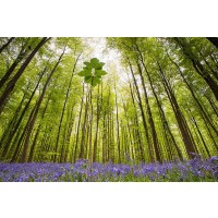 Wilco Dragt - Hallerbos