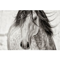Lisa Dearing - My Beautiful Mane