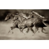 Lisa Dearing - Wind Runners