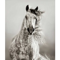 Lisa Dearing - Caballo de Andaluz