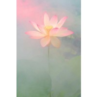Bahman Farzad - Pink Passion