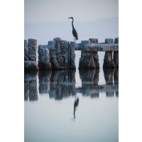 GS Photo - Heron Hunting