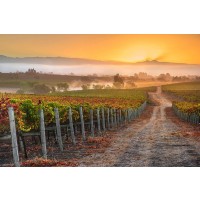 John Gavrilis - Vineyard Sunrise