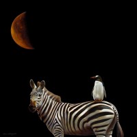 Karen Hollingsworth - Pilgrimage
