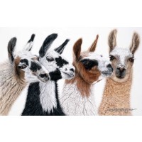 Jan Henderson - Peruvian Visitors