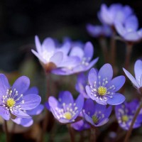 PhotoINC Studio - Purple Flowers