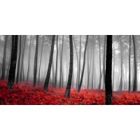 PhotoINC Studio - Autumn Woods