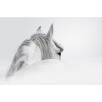 PhotoINC Studio - White Horse