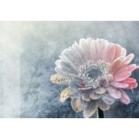 Incado - Winter Flower