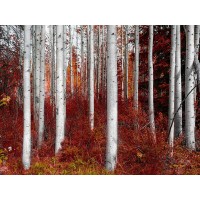 Vladimir Kostka - Fall Birches
