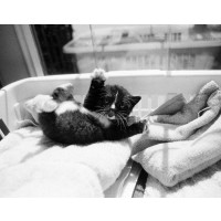Kim Levin - Kitten Laundry