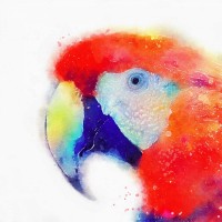Jacqueline Maldonado - The Articulate II