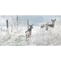 Matthew Platz - White Tails