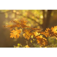 Roeselien Raimond - Autumn Light
