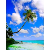 Jack Reed - Sanibel Island