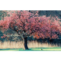Lars Van de Goor - Me and My Tree