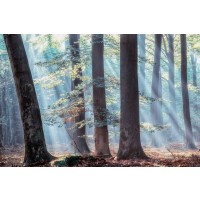 Lars Van de Goor - Spellbound