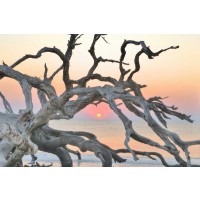 Steve Vaughn - Sunrise Sentinel
