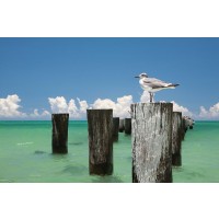Verne Varona - Welcome to Naples, Florida