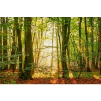 Lars Van de Goor - Power Beam