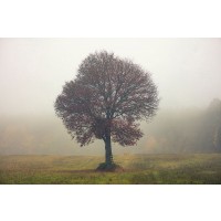 Igor Vitomirov - Tree In The Mist