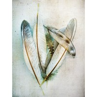 Kathy Wolfe - Hen Feathers