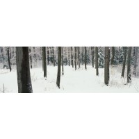 Romeo Delogu - Winter - Frozen Trees