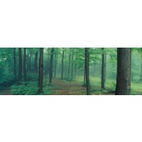 Melisende Perrin - Spring Forest - The Dusk Wood