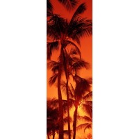 Darell Estrada - California Palm Trees II
