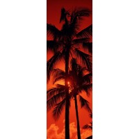 Darell Estrada - California Palm Trees III