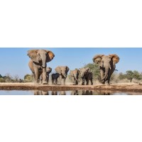 Elephant - On Our Way