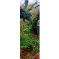 Melisende Perrin - Spring Forest - Moss On A Dead Tree