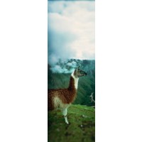 Llama - Hanging Around the Machu Pichu