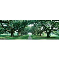 Bernardino Milano - Forest Path - Green View
