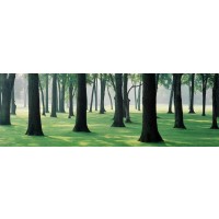 Melisende Perrin - Spring Forest - Too Green To Be True