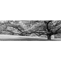Melisende Perrin - Spring Forest - Reaching Out To You - Black And White