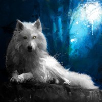 Patrice Murciano - Animals - Wolf - Cheyenne
