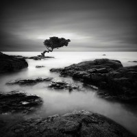 Rob Cherry - Tree of Temptation