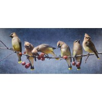 Chris Vest - Waxwing Tableau