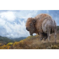 Chris Vest - Golden Bison 