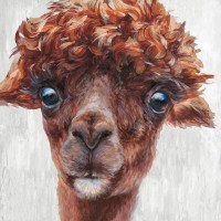 Dina Perejogina - Alpaca I