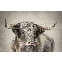 Dina Perejogina - Grand Kyloe Bull 
