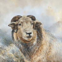 Dina Perejogina - Herdwick Sheep