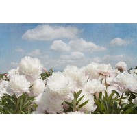 Georgianna Lane - Peonie Sunshine I